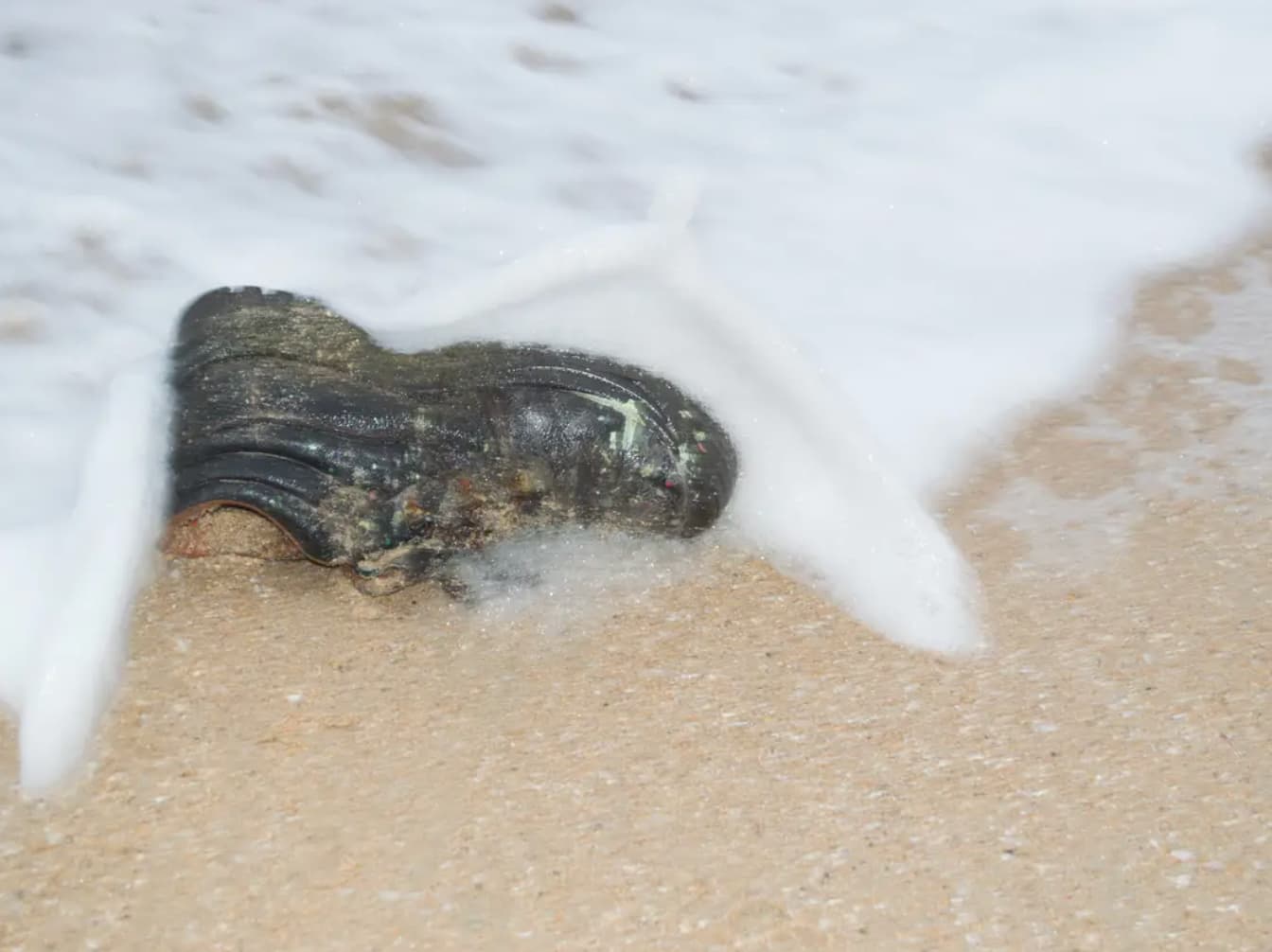 marine invertebrates